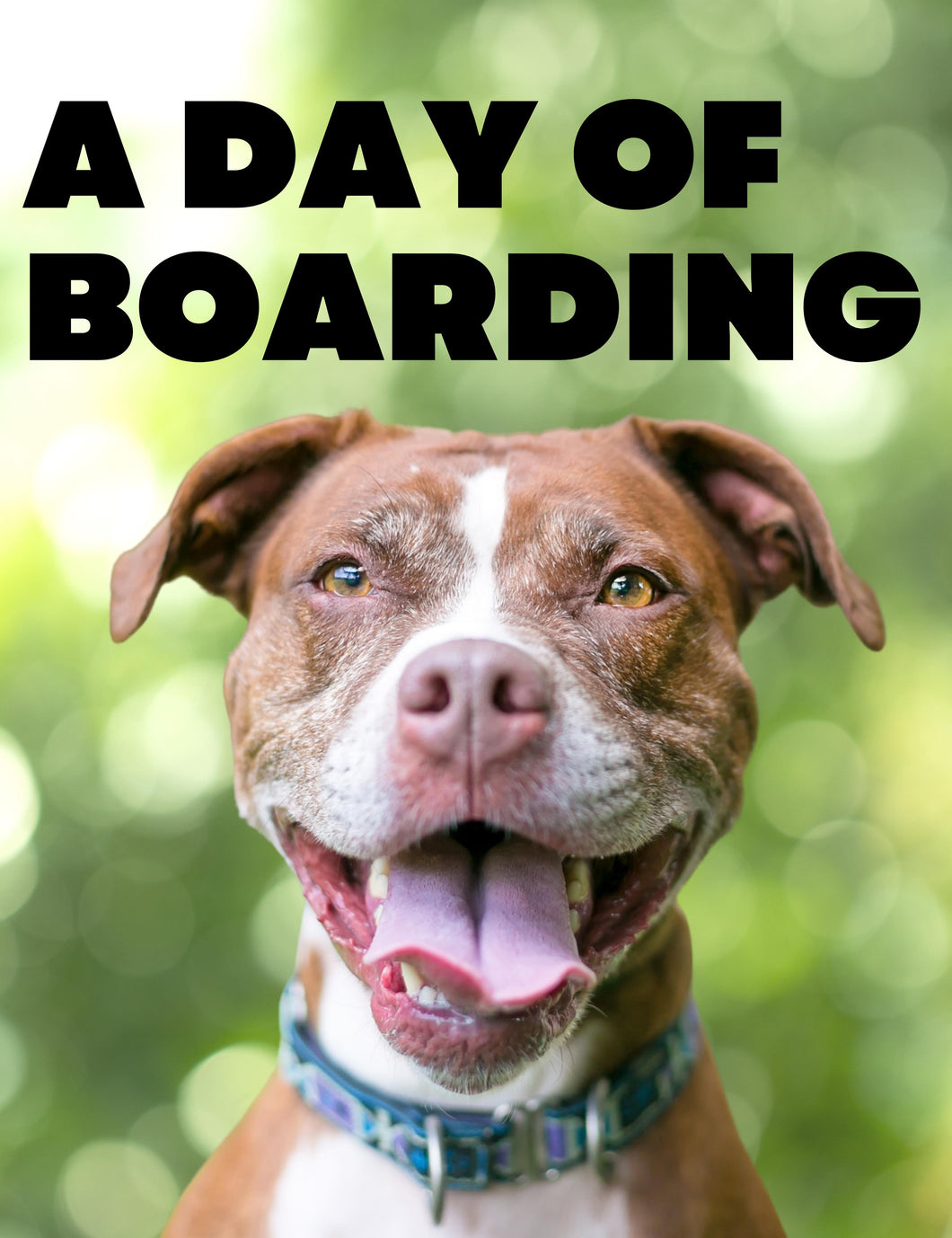A Day of Boarding